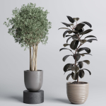 indoor plant pot plant ficus rubbery tree concrete dirt vase
