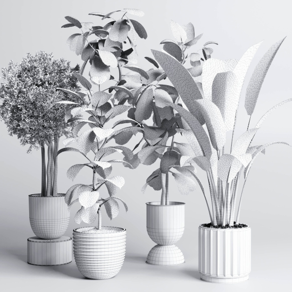 indoor plant pot plant ficus rubbery tree concrete dirt vase
