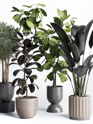 indoor plant pot plant ficus rubbery tree concrete dirt vase