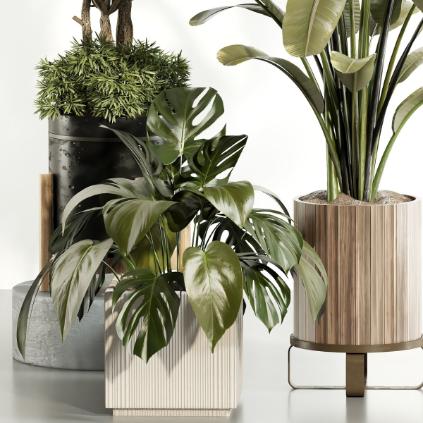 indoor plant Set 015