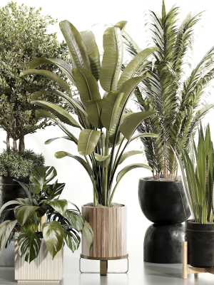 indoor-plant-set-015-3d-model-e206a5e389