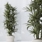 Indoor plant set 02