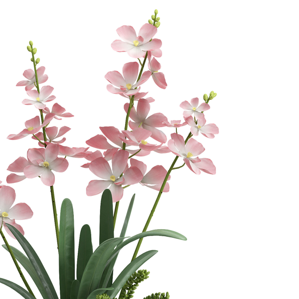 Indoor plant set 06-Vanda orchid