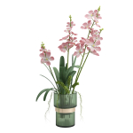 Indoor plant set 06-Vanda orchid