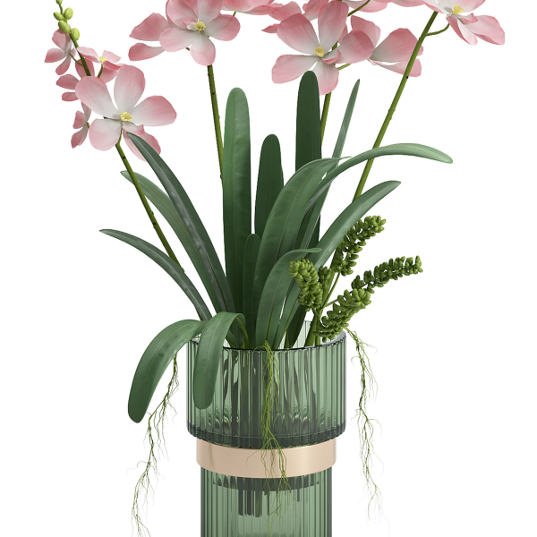 Indoor plant set 06-Vanda orchid