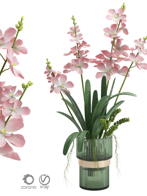 Indoor plant set 06-Vanda orchid
