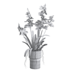 Indoor plant set 06-Vanda orchid
