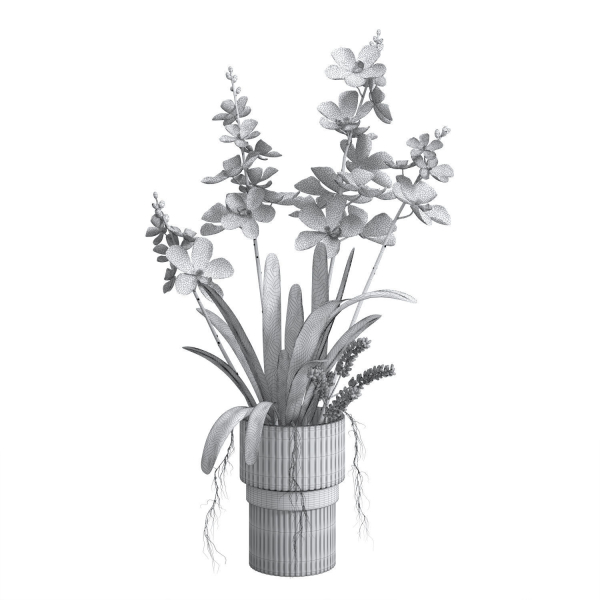 Indoor plant set 06-Vanda orchid