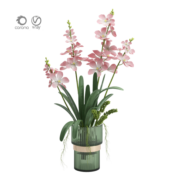 Indoor plant set 06-Vanda orchid