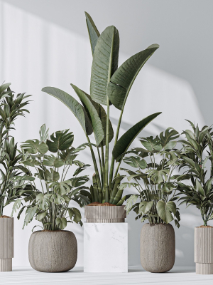 Indoor plant set 08