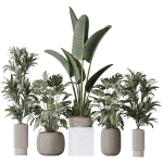 Indoor plant set 08