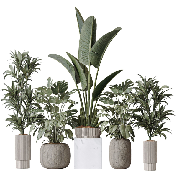 Indoor plant set 08