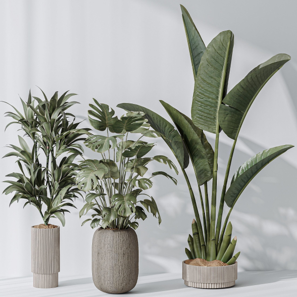 Indoor plant set 08