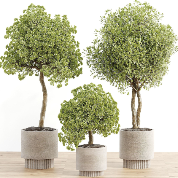 indoor plant Set 095