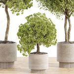 indoor plant Set 095