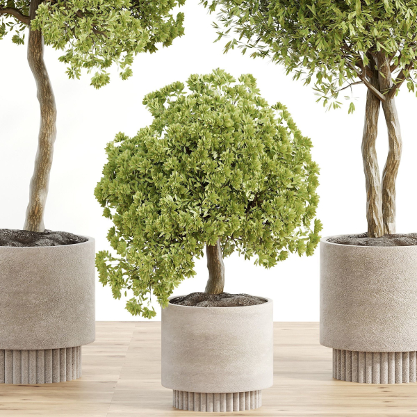 indoor plant Set 095