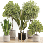 indoor plant Set 095