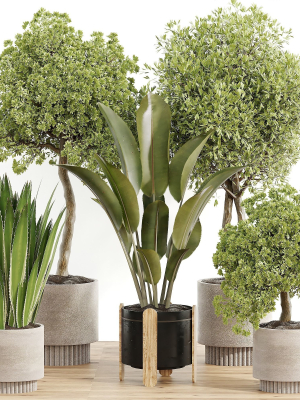 indoor plant Set 095