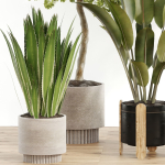 indoor plant Set 095