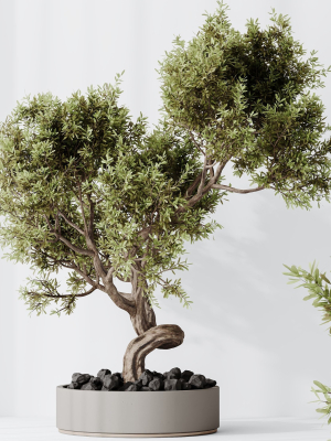 indoor-plant-set-16-3d-model-1e4019ed47