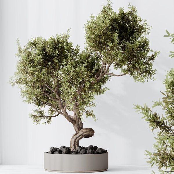 Indoor plant set 16