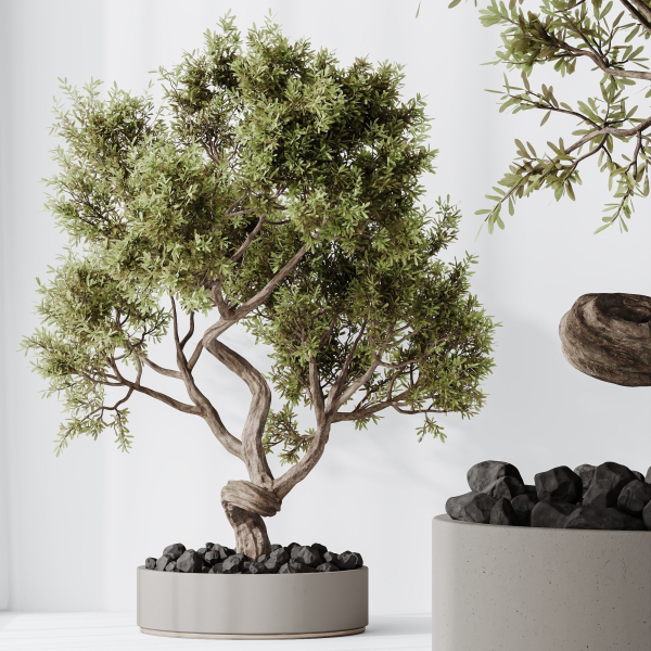Indoor plant set 16