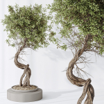 Indoor plant set 16