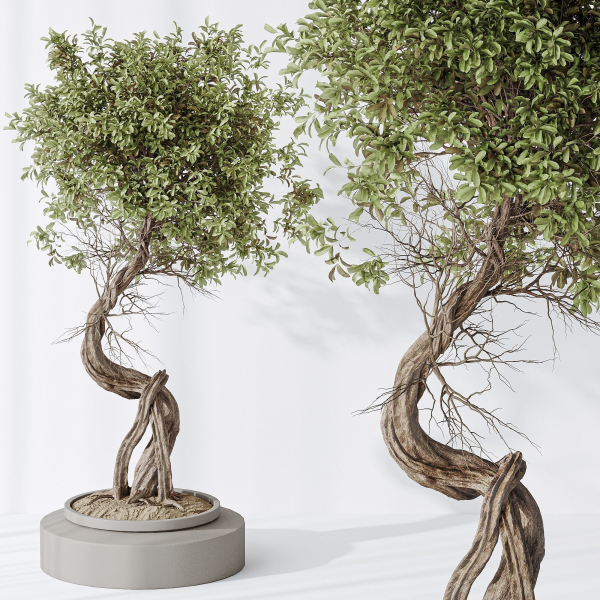Indoor plant set 16