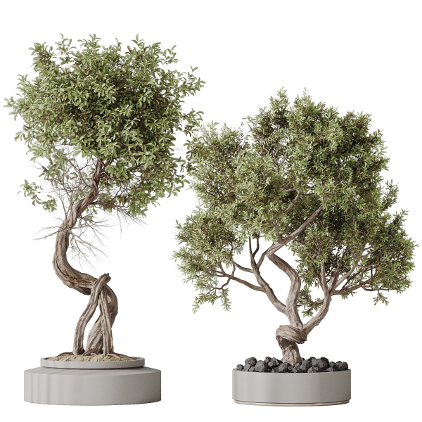 Indoor plant set 16