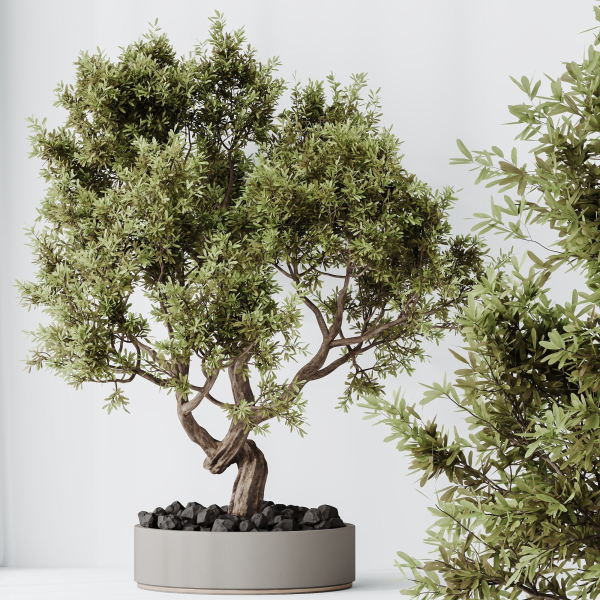 Indoor plant set 16