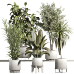 indoor plant - set 21