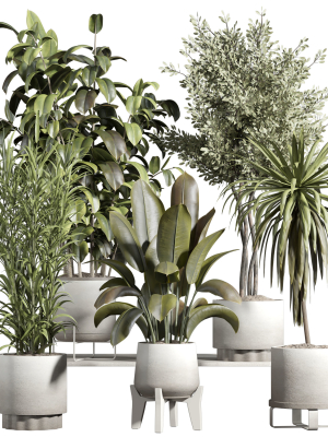 indoor-plant-set-21-3d-model-05bd72c62a