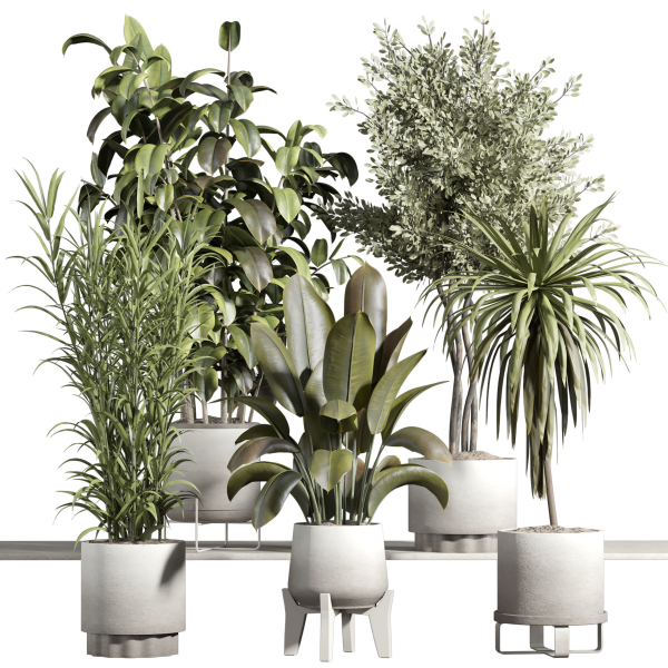 indoor plant - set 21