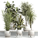 indoor plant - set 21