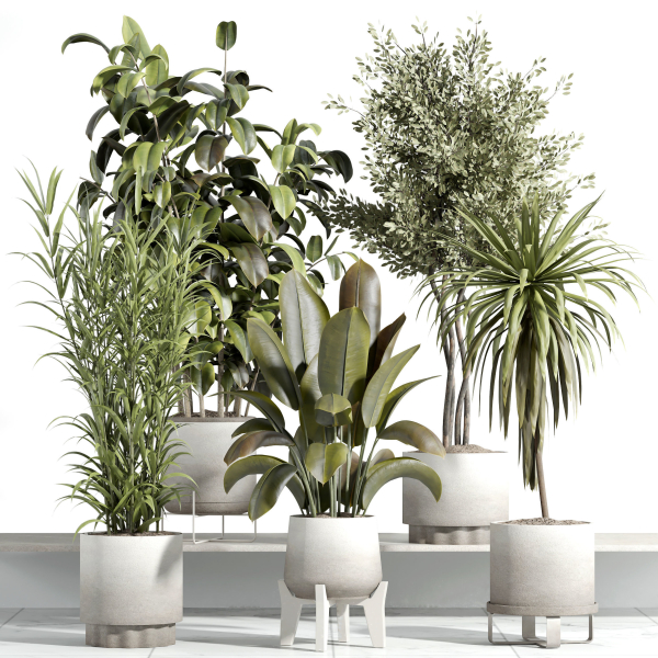 indoor plant - set 21