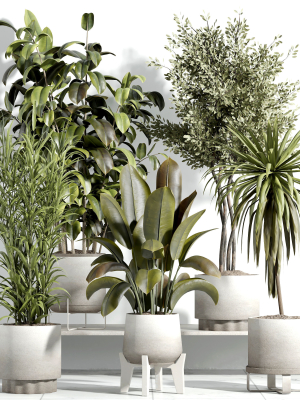 indoor plant - set 21