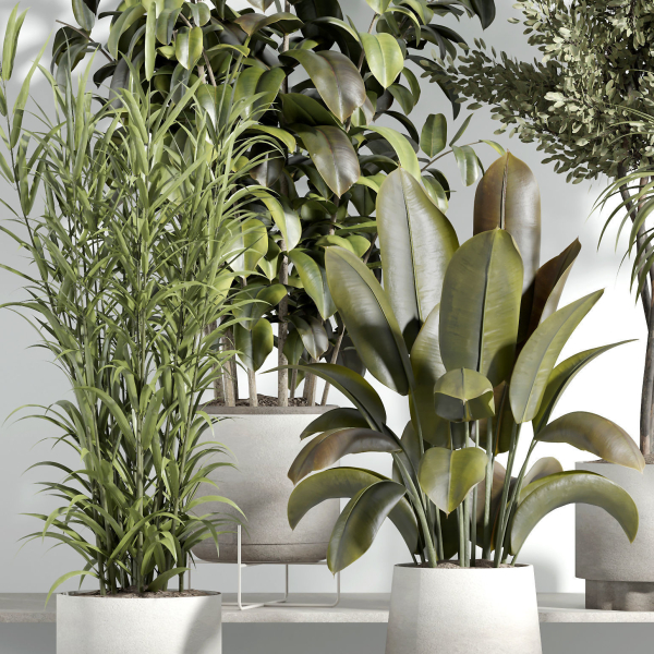 indoor plant - set 21