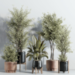 indoor plant - set 23