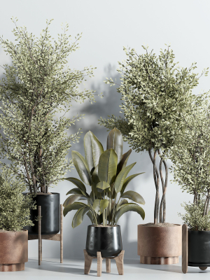 indoor-plant-set-23-3d-model-0546c26b21