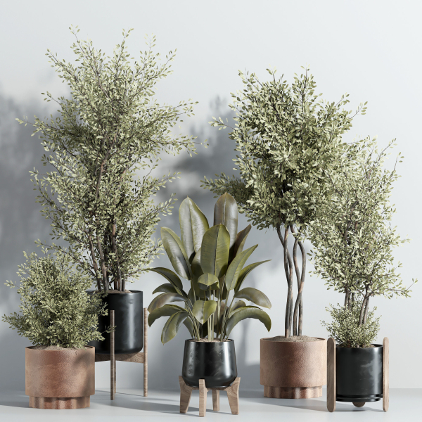 indoor plant - set 23