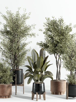 indoor plant - set 23