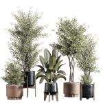indoor plant - set 23