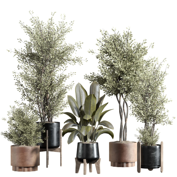 indoor plant - set 23