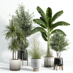 Indoor plant - set 25