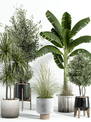 Indoor plant - set 25