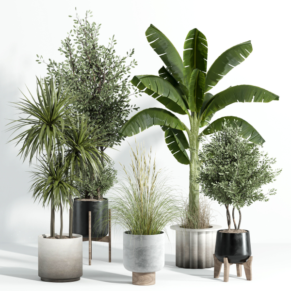 Indoor plant - set 25