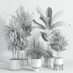 Indoor plant - set 25