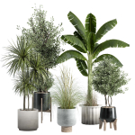 Indoor plant - set 25