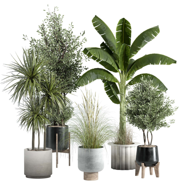 Indoor plant - set 25
