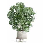 Indoor plant - set 27